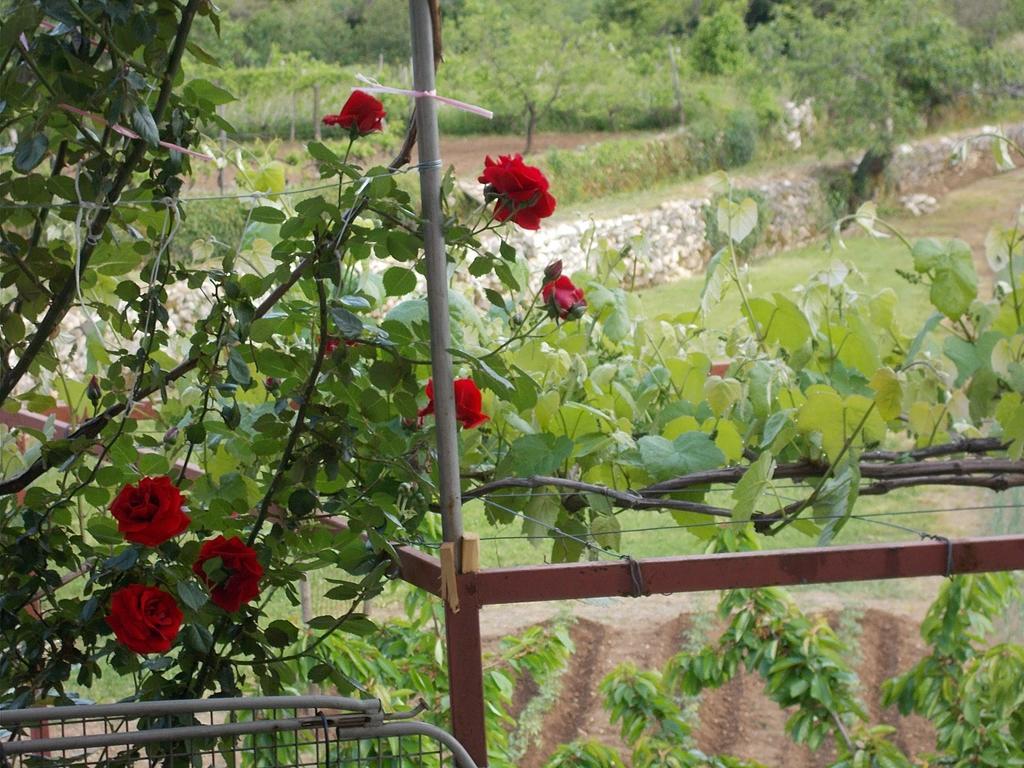 Guesthouse Feel Lake Virpazar Ngoại thất bức ảnh