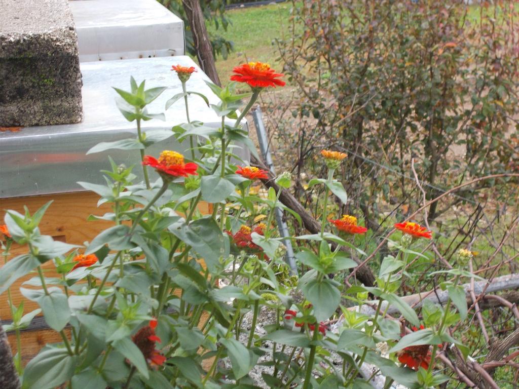 Guesthouse Feel Lake Virpazar Ngoại thất bức ảnh